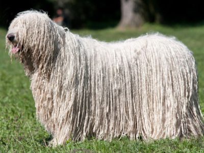 Komondor | Clinica La Veterinaria
