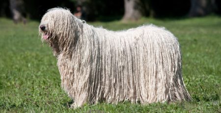 Komondor | Clinica La Veterinaria