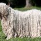 Komondor | Clinica La Veterinaria