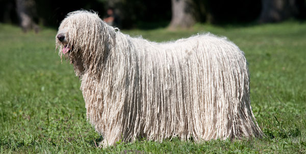 Komondor | Clinica La Veterinaria