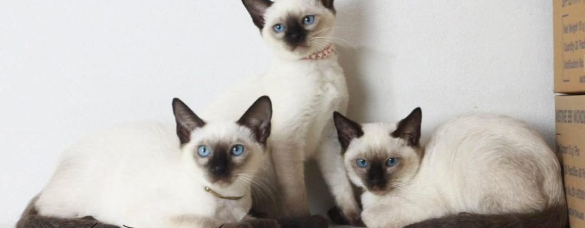 Gatto Siamese | Clinica La Veterinaria