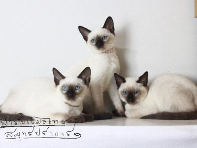 Il Gatto Siamese | Clinica La Veterinaria