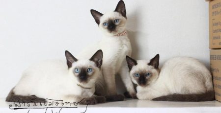 Gatto Siamese | Clinica La Veterinaria