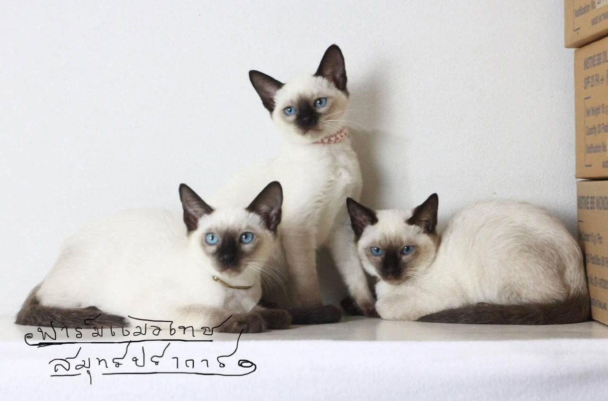 Gatto Siamese | Clinica La Veterinaria