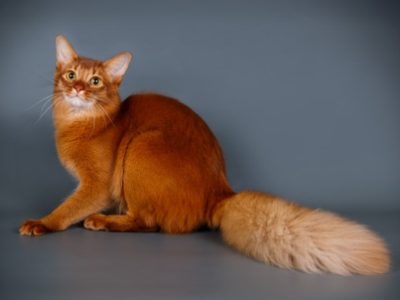 Gatto Somalo | Clinica La Veterinaria