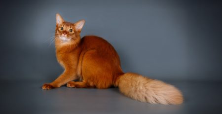 Gato Somalí | Clínica La Veterinaria