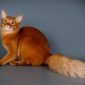 Somalian Cat | La Veterinaria Clinic
