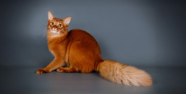 Somalian Cat | La Veterinaria Clinic