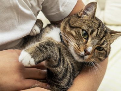 Cat in arms | La Veterinaria Clinic