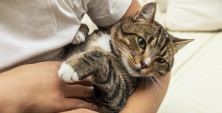 Gatto in braccio | Clinica La Veterinaria