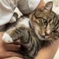 Gato en brazos | Clínica La Veterinaria