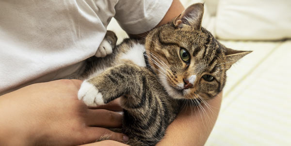 Gato en brazos | Clínica La Veterinaria