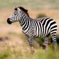 Giornata della zebra | Clinica La Veterinaria