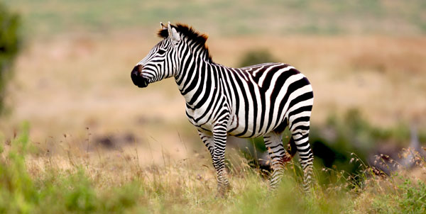 Giornata della zebra | Clinica La Veterinaria