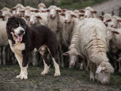 Pastore siciliano cane di mannara | Clinica La Veterinaria
