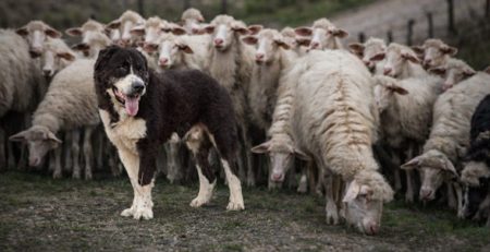 Pastore siciliano cane di mannara | Clinica La Veterinaria