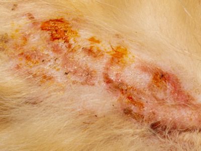 Piodermite nel cane e nel gatto | Clinica La Veterinaria