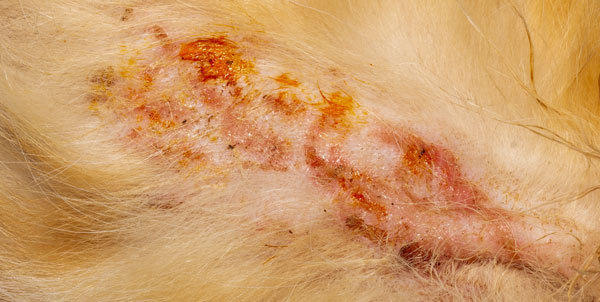 Piodermite nel cane e nel gatto | Clinica La Veterinaria