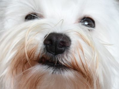 Estornudos inversos en perros | Clínica La Veterinaria