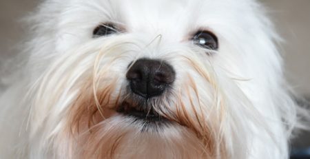 Reverse Sneezing in the Dog | La Veterinaria Clinic