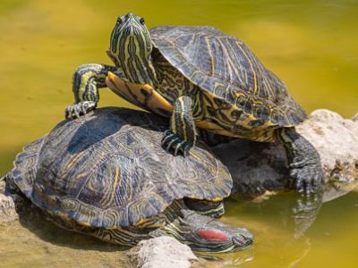 Tartarughe d acqua dolce | Clinica La Veterinaria