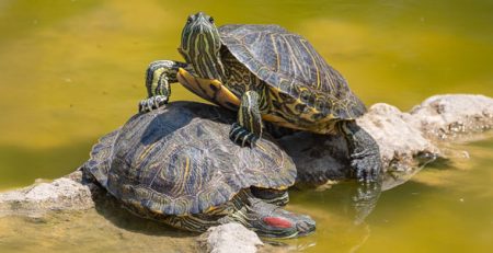 Freshwater Turtles | La Veterinaria Clinic