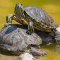 Freshwater Turtles | La Veterinaria Clinic