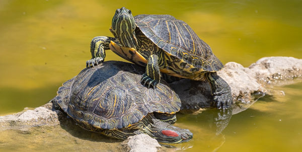 Freshwater Turtles | La Veterinaria Clinic