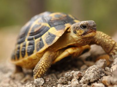 Tartarughe di terra | Clinica La Veterinaria