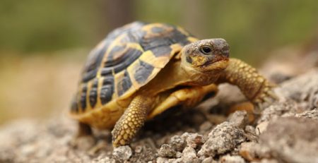 Land Tortoises | La Veterinaria Clinic