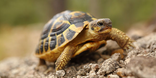 Tartarughe di terra | Clinica La Veterinaria