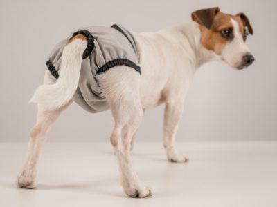 Female dog heat cycle | La Veterinaria Clinic