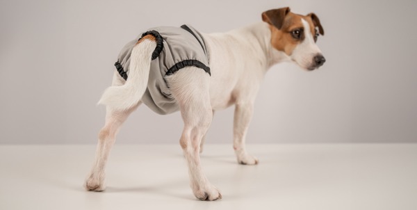 Female dog heat cycle | La Veterinaria Clinic