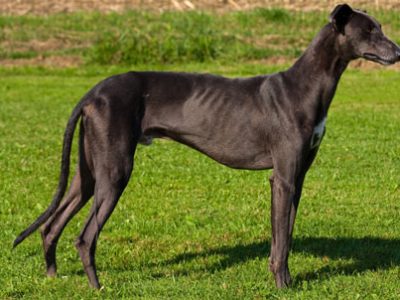Greyhound Levriero inglese | Clinica La Veterinaria