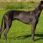 Greyhound Levriero inglese | Clinica La Veterinaria
