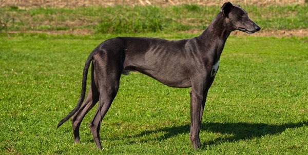 Greyhound English Greyhound | La Veterinaria Clinic