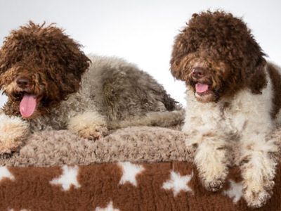 Lagotto romagnolo | Clinica La Veterinaria