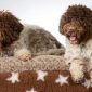 Lagotto romagnolo | Clinica La Veterinaria