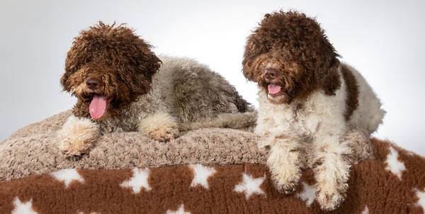 Lagotto romagnolo | Clinica La Veterinaria