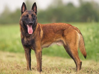 Pastore belga Tervuren, Laekenois, Groenendael e Malinois | Clinica La Veterinaria