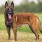 Pastor Belga Tervuren, Laekenois, Groenendael y Malinois | Clínica La Veterinaria