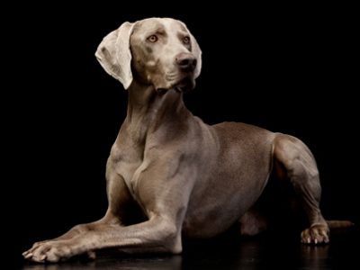 Weimaraner_Bracco di Weimar | Clinica La Veterinaria