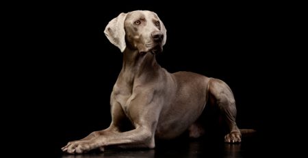 Weimaraner_Bracco di Weimar | Clinica La Veterinaria