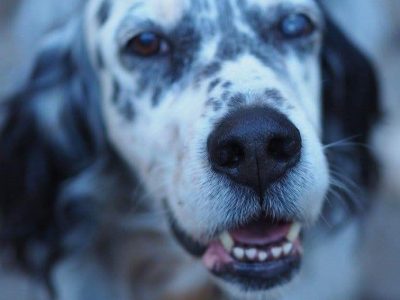 The Night of the Animal Spirits | The Veterinary Clinic