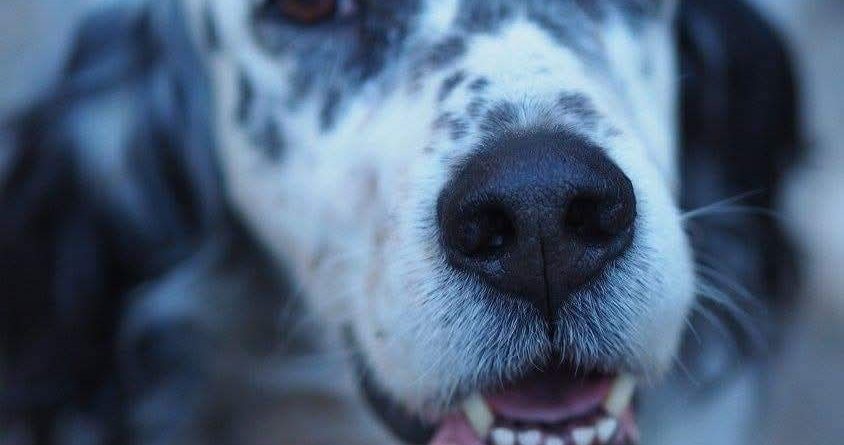 La notte degli Spiriti Animali | Clinica La Veterinaria