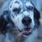 La notte degli Spiriti Animali | Clinica La Veterinaria
