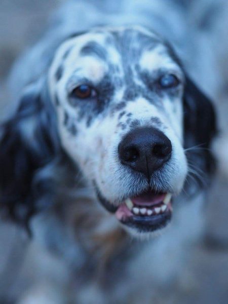 La notte degli Spiriti Animali | Clinica La Veterinaria