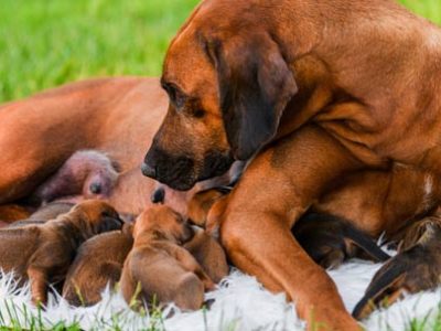 Canine gestation female dog pregnancy | La Veterinaria Clinic