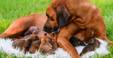 Canine gestation female dog pregnancy | La Veterinaria Clinic
