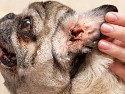Otitis dog | Veterinary Clinic